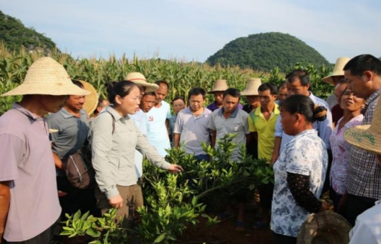 乡党校果树种植技能培训现场。何俊喆摄