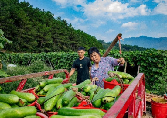 工人朱玉恩将采摘好的节瓜挑到三轮车上。刘国忠摄