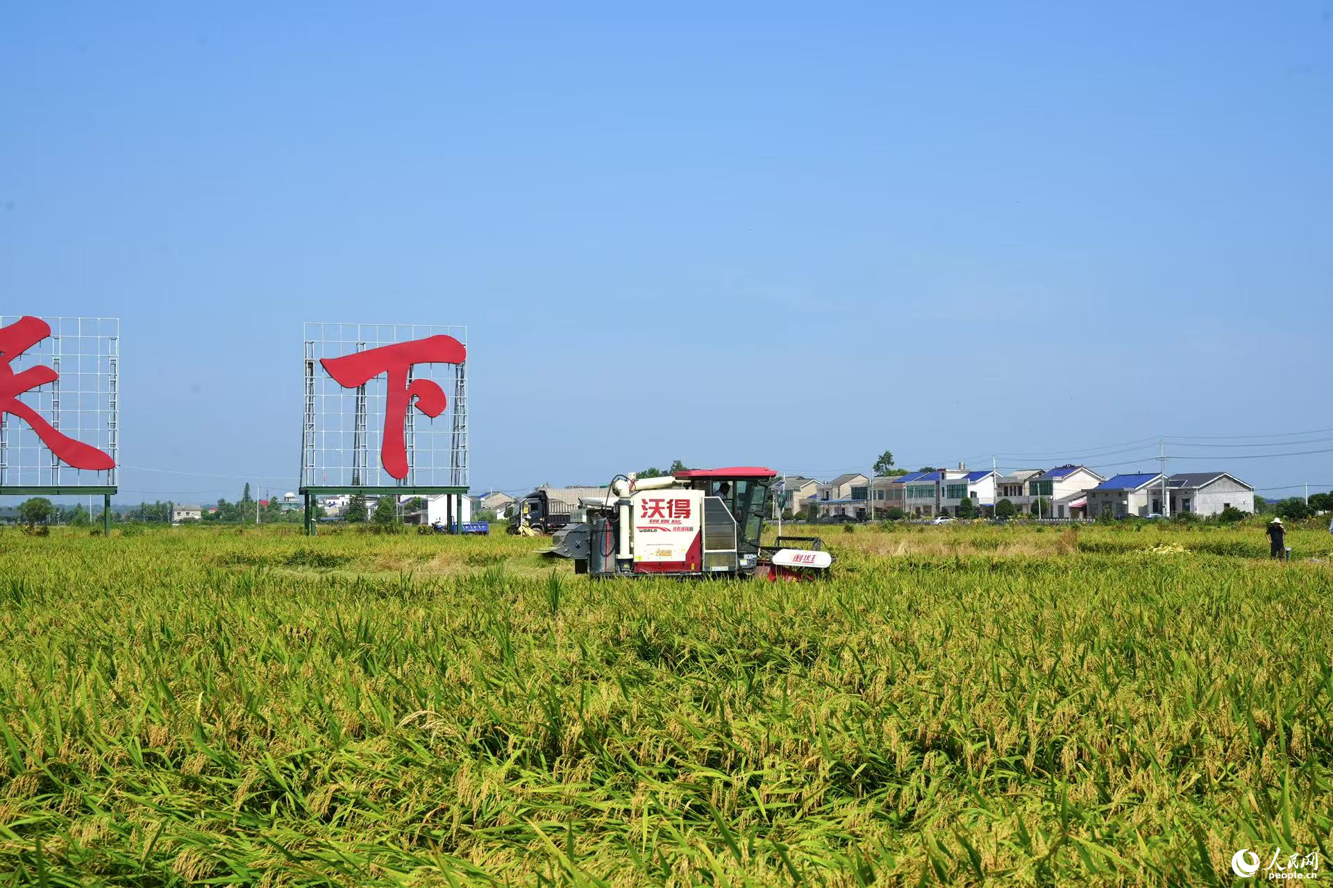 青色與金黃交織的夏日稻田。人民網 劉汕攝