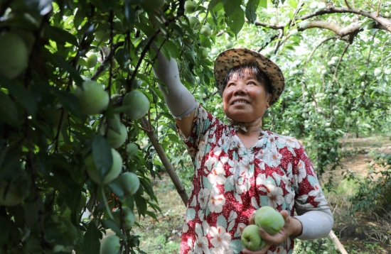 果农正在采摘柰李。黄新摄
