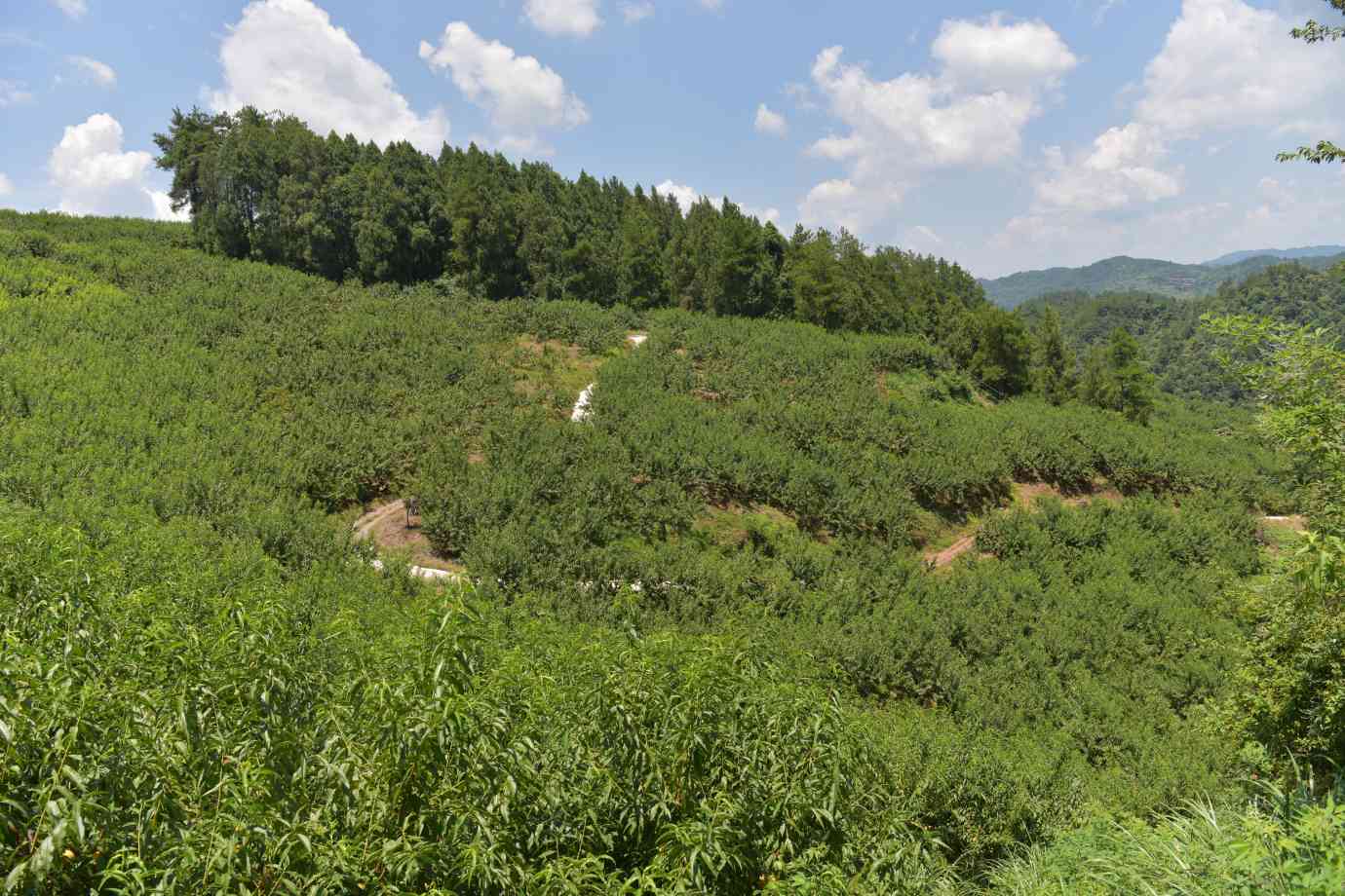 长兴果园基地。宋宇昕摄