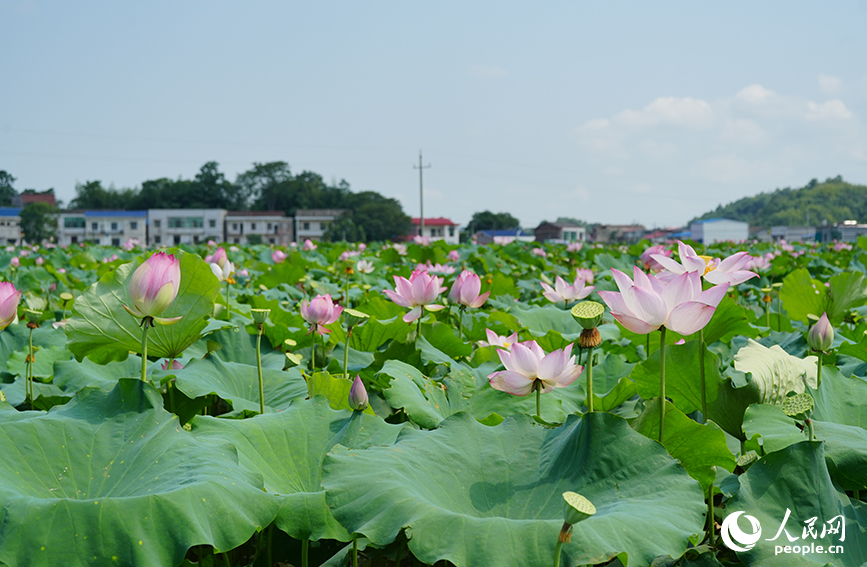 湘潭县花石镇罗汉村莲花种植基地，朵朵莲花盛放。人民网 刘汕摄