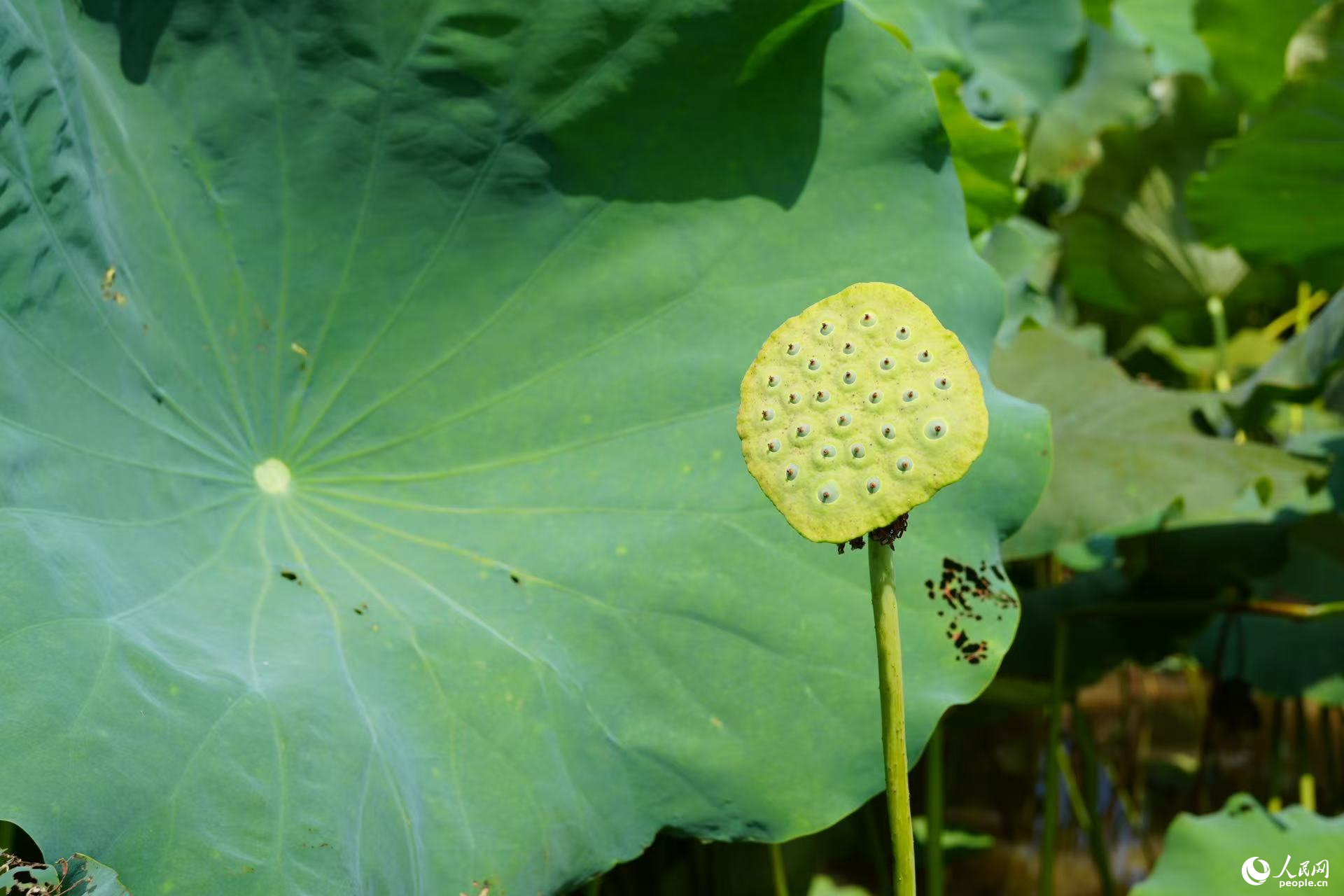 青莲蓬。人民网 刘汕摄