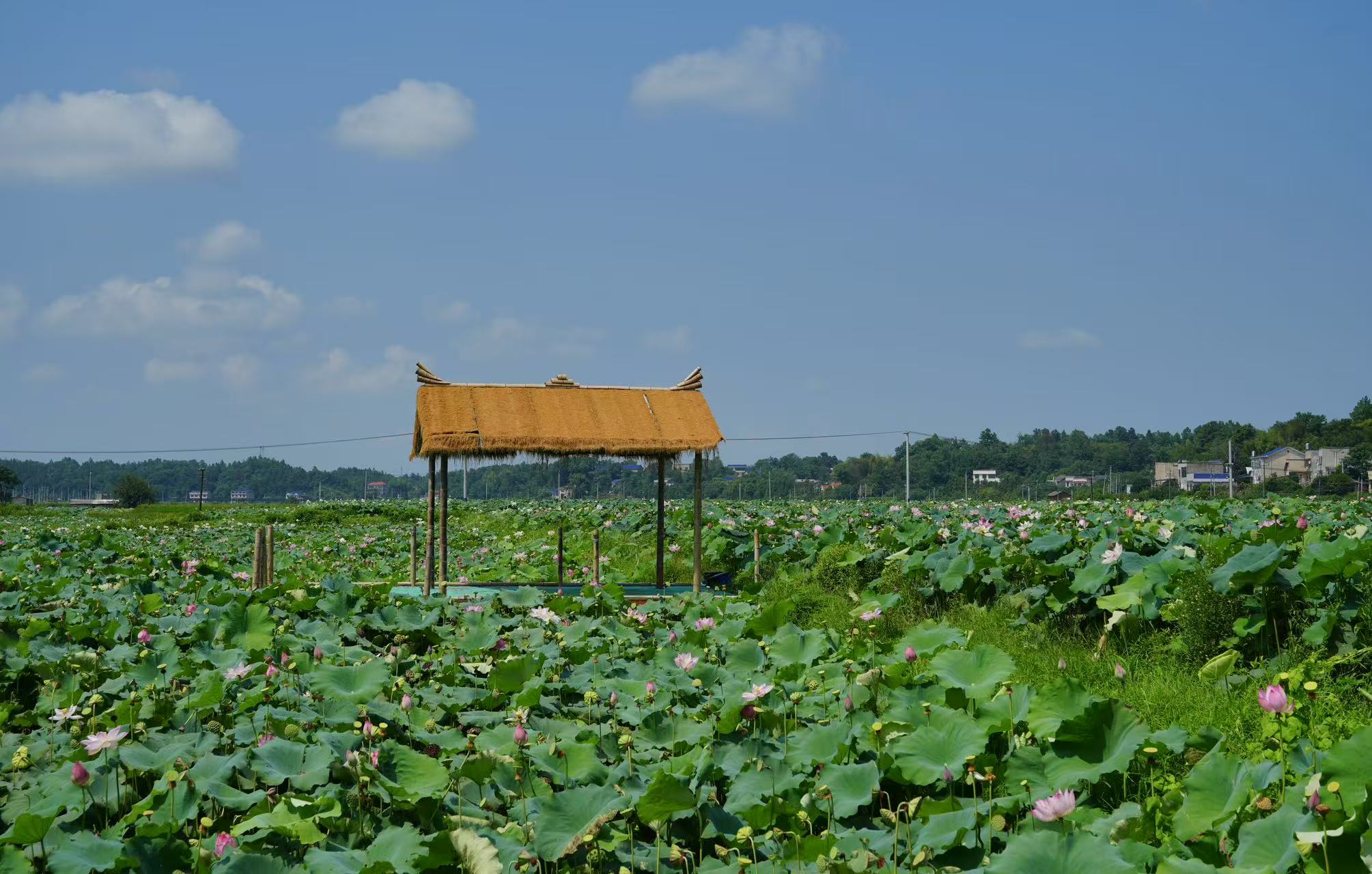 莲叶何田田。郭欣悦摄