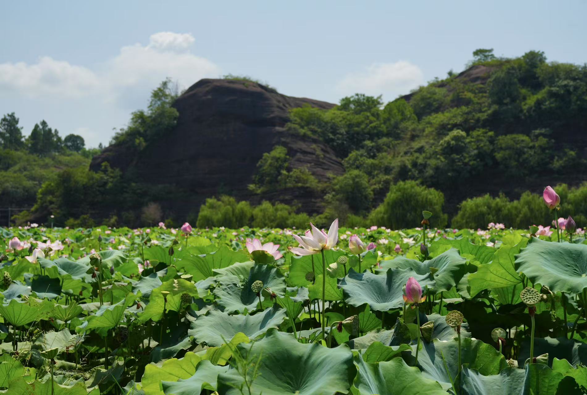 莲塘风光。郭欣悦摄