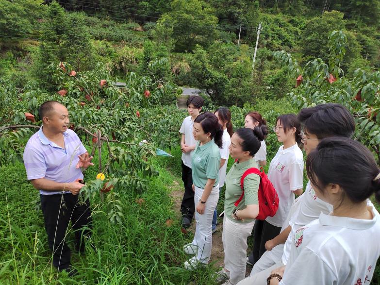 鑫山村村支书田书记介绍黄桃的生长习性以及套袋技术。单位供图