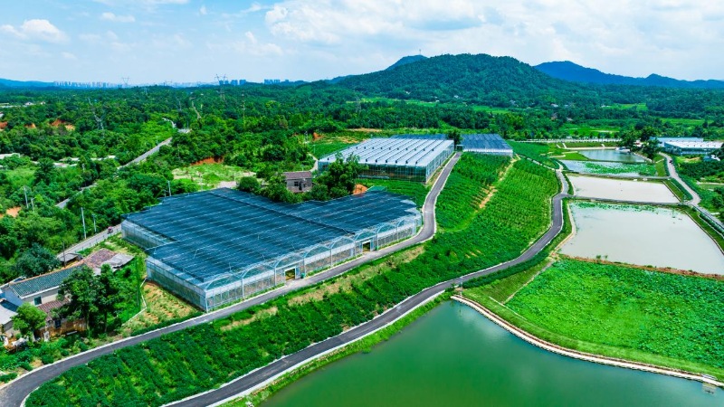 舒记果园的智能温室大棚里种植着手指柠檬、巧克力黑柿等120余种“新奇特优”水果。受访单位供图