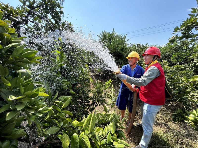 9月8日，国网邵阳供电公司工作人员向前在洞口县鸬鹚村蜜桔生长基地开展上门走访，并协助农户开展灌溉作业，保障蜜桔生长关键期用水需求。魏艳摄