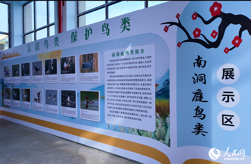 南洞庭飞鸟乐园。人民网 黄卓摄