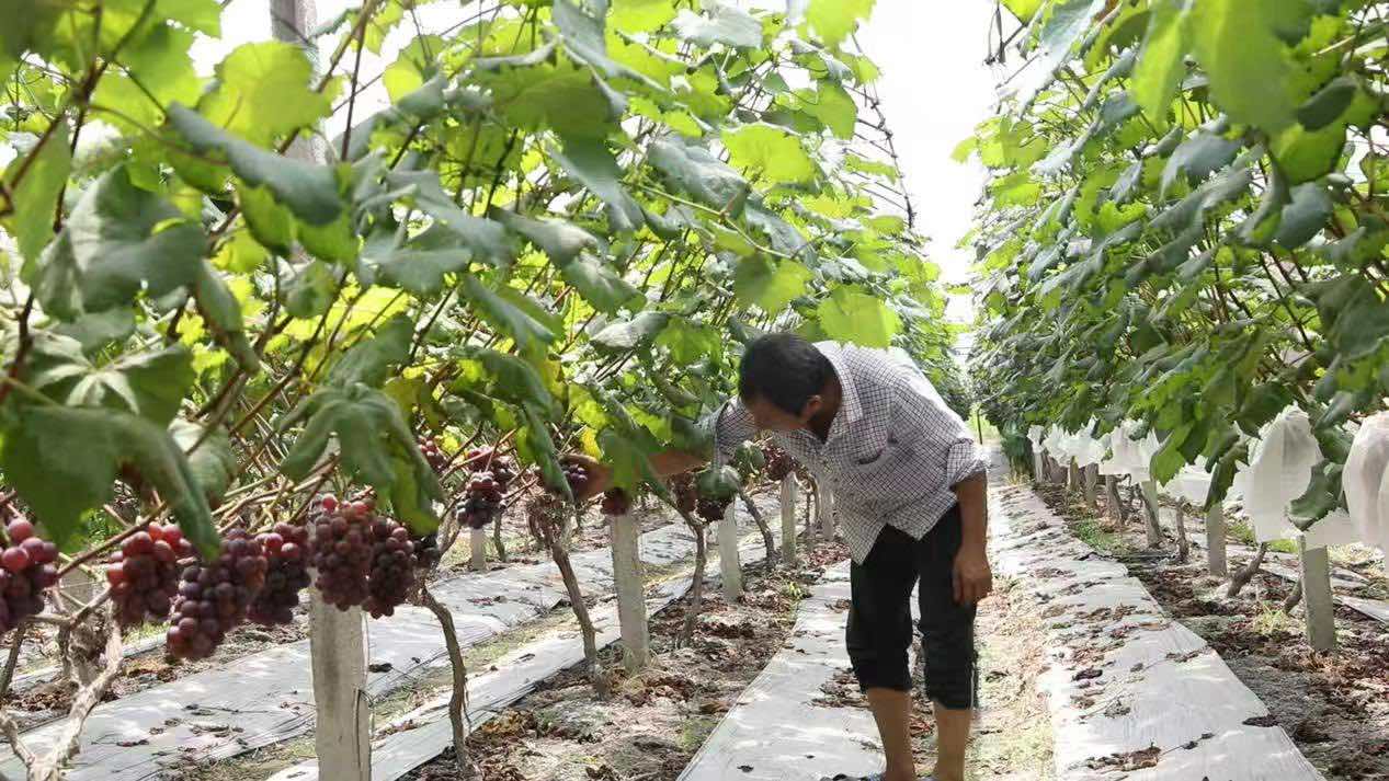 村支书正在检查今年葡萄的生长情况。邓志宇摄