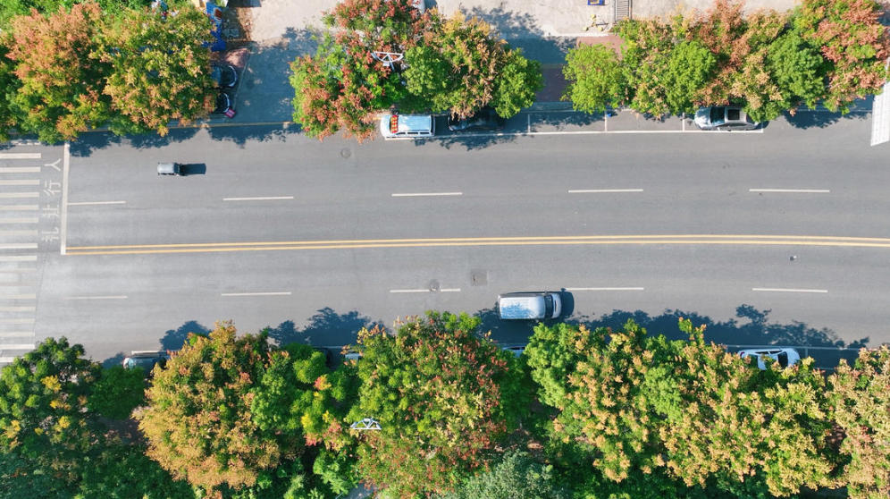 道路旁的栾树点缀了双清的秋色。曾玉娟 摄