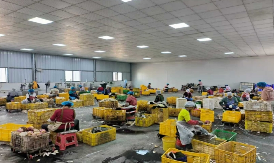 农民工在本地香芋加工厂的务工场景。毛国荣摄