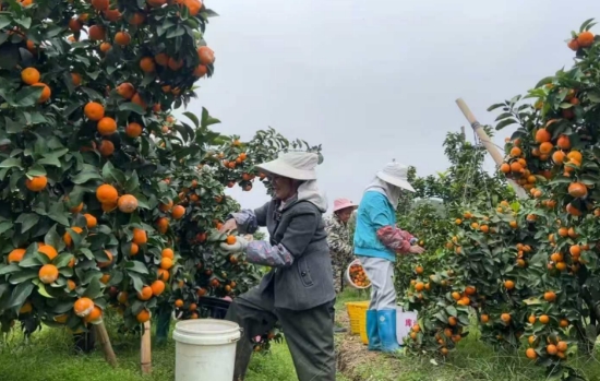 村民们正在采摘砂糖橘。陈平成摄