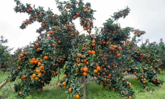 果实压满枝头。陈平成摄