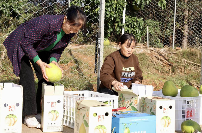 打包“金果”。李根攝