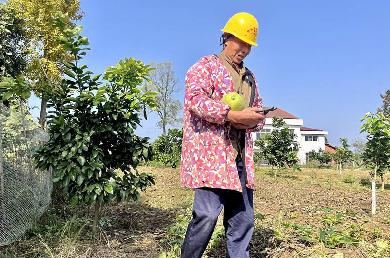嚴大爺對香水柚愛不釋手。李根攝