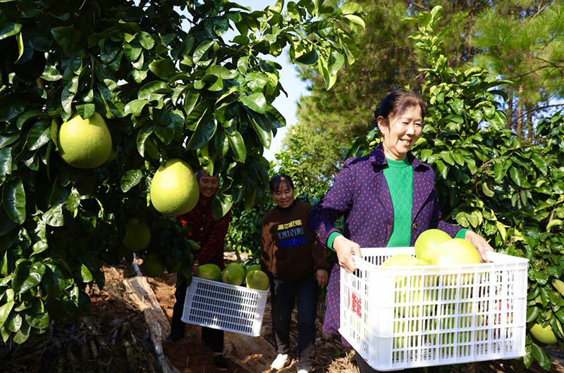 林間洋溢著豐收的喜悅。李根攝