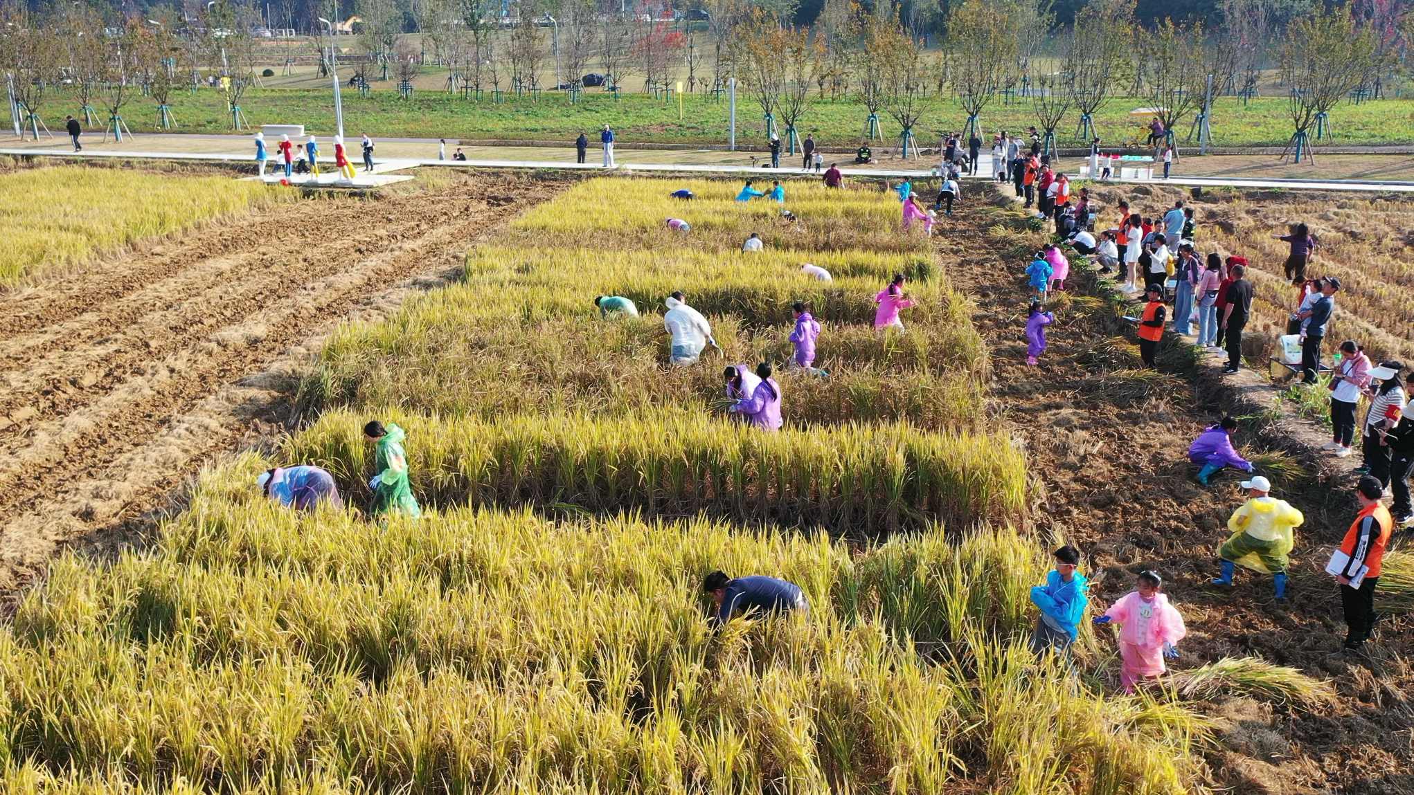 欢乐割稻赛。望城城发集团供图