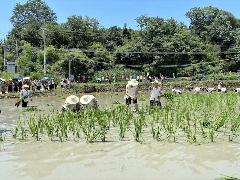 甘堰土家族乡川石村农耕文化节。受访单位供图