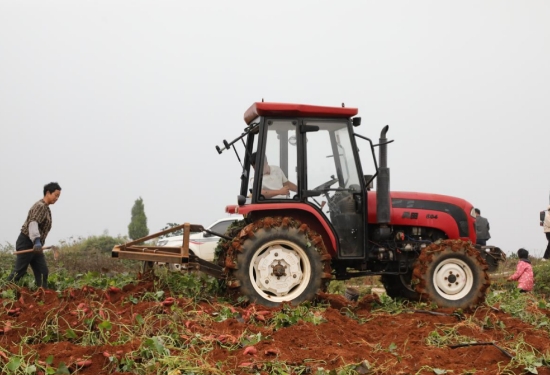 红薯收割机穿梭在土里进行采收。李月娟摄