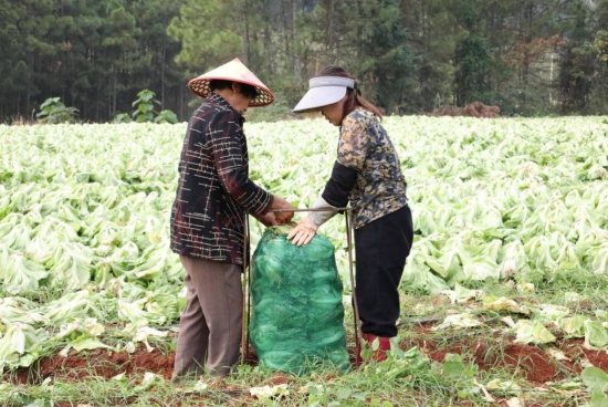 村民们正在将晾晒好的芥菜装袋打包。李月娟摄
