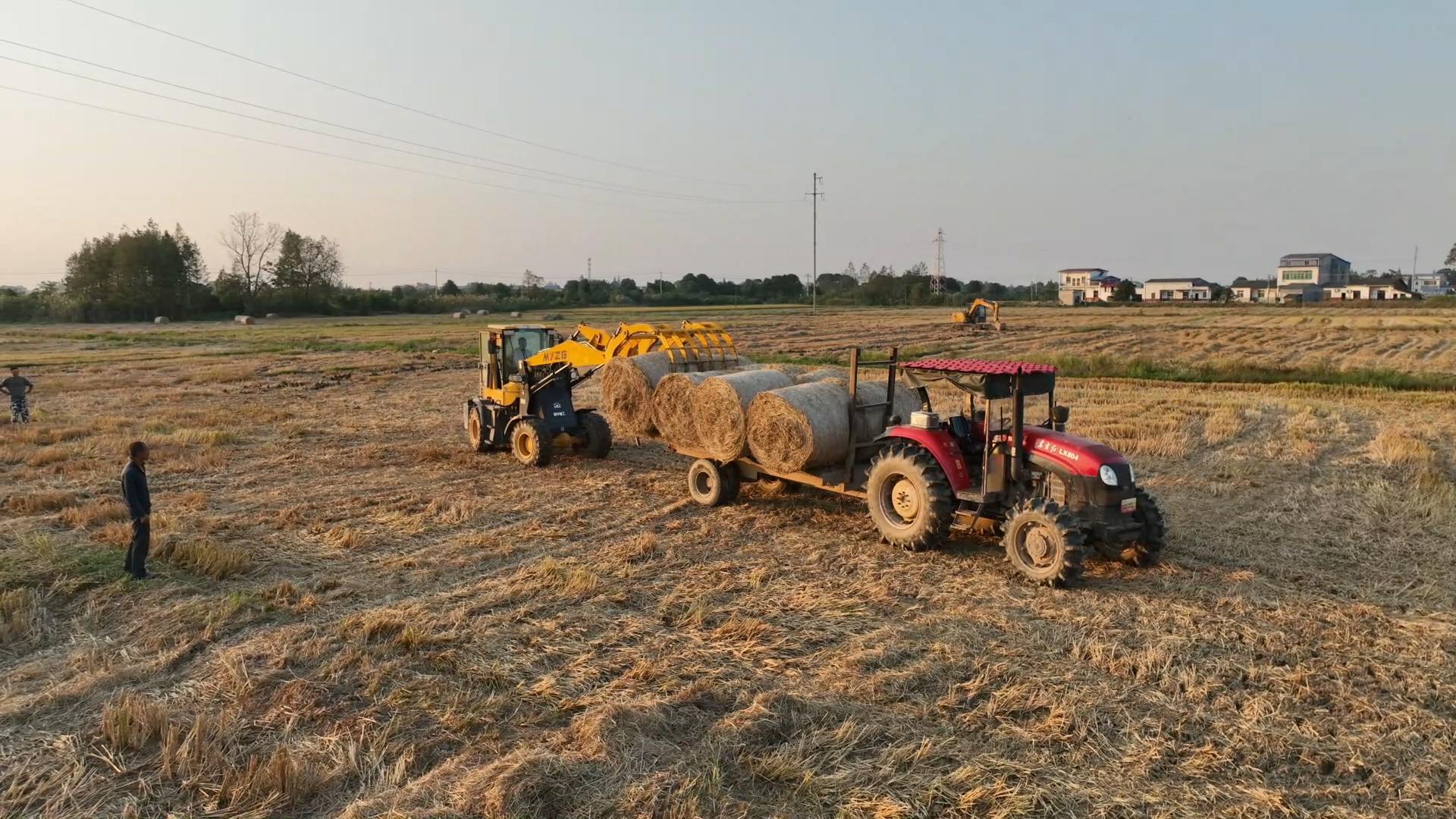 打捆机打捆离田作业现场 单位供图