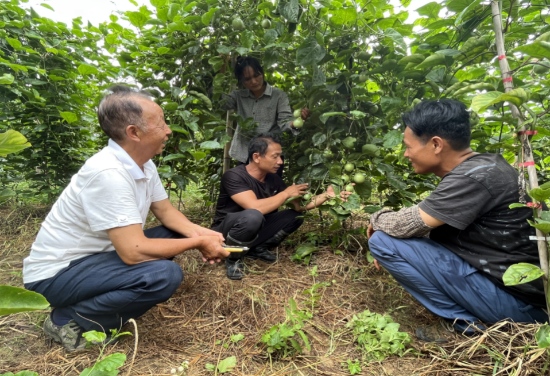 银发专家在罗汉果基地传授种植技术。周文摄