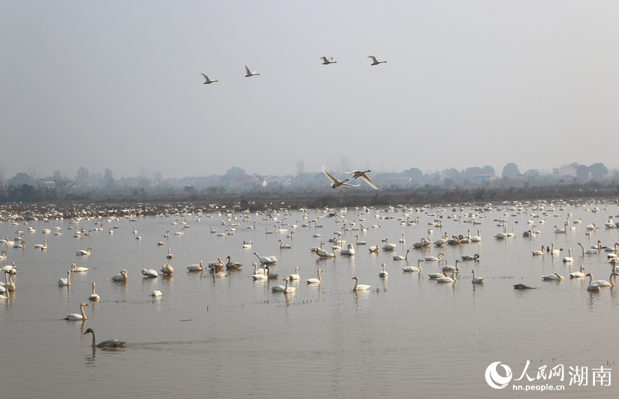 东古湖成为“天鹅湖”。人民网记者 刘宾摄