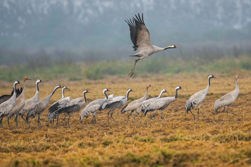 候鸟欢歌。宋政军摄