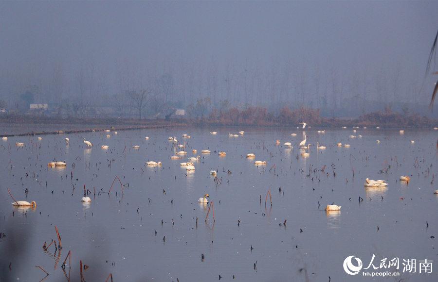 候鸟栖息在平静的湖面。人民网记者 刘宾摄