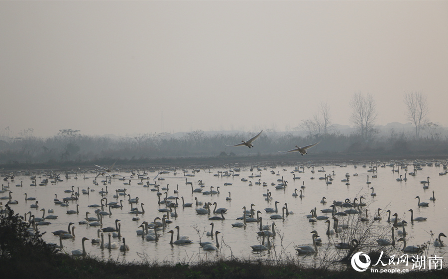 清晨的东古湖。人民网记者 刘宾摄