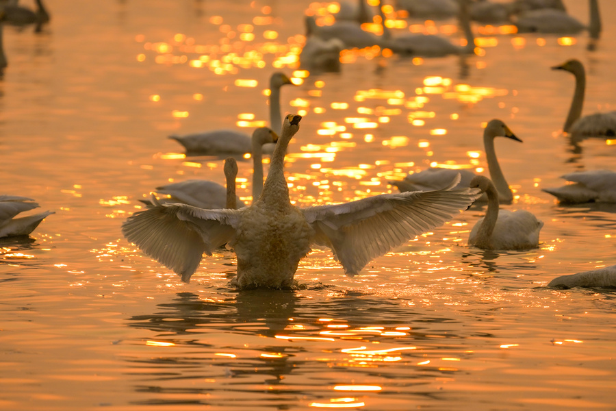 水中展翅。宋政军摄