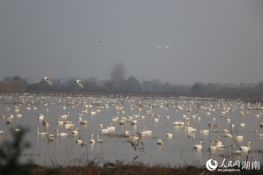 天鹅栖息在东古湖。人民网记者 刘宾摄