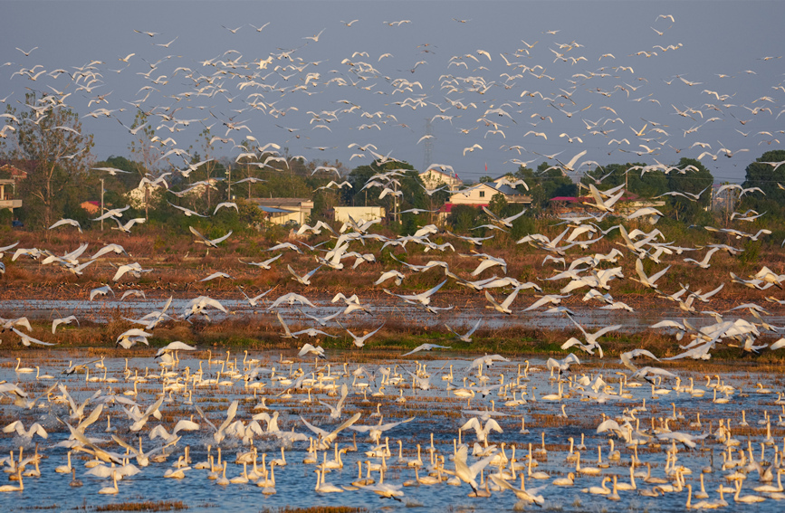 在岳阳东古湖越冬的候鸟。宋政军摄