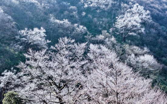 瑤山之巔迎今冬首場霧凇。受訪單位供圖