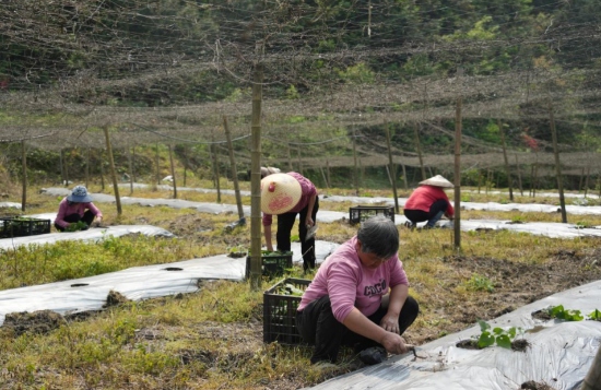 带动村民种植罗汉果苗。宋三龙摄