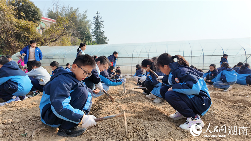 创动农庄里学生们耕地、播种。人民网记者 吴茜薇摄