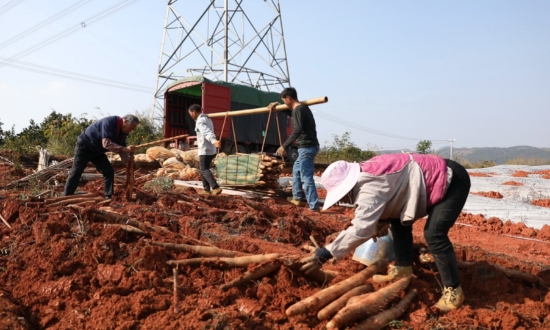 淮山装车中。黄春华摄