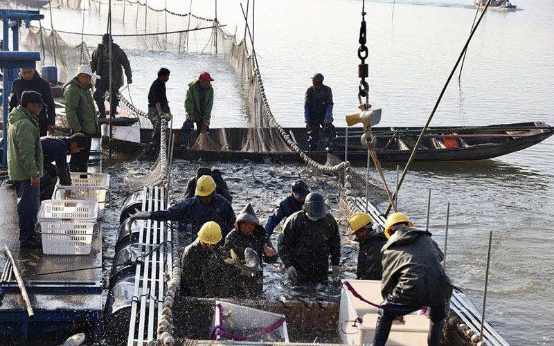 柳湖鱼丰。李根摄