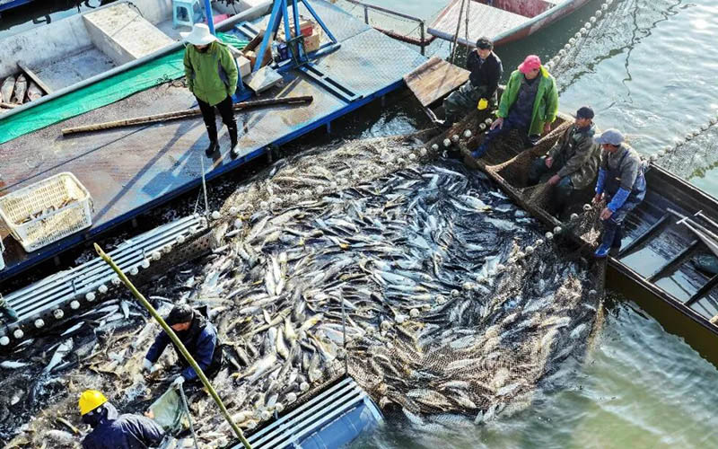 湖鱼盈仓。张伟华摄