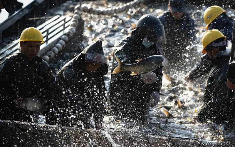 鱼跃柳湖。曾敏摄