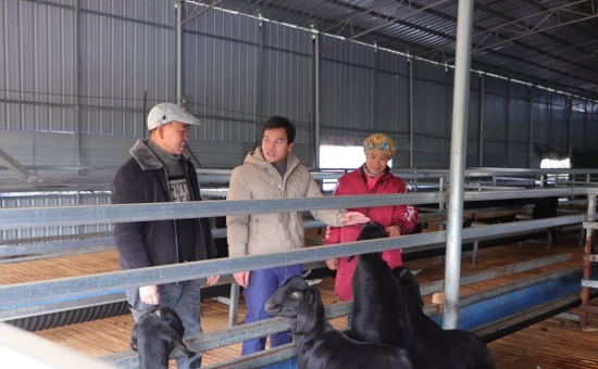 技术人员指导肉羊防寒。蓝玉春摄