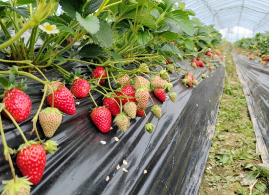 九九草莓园里的草莓。受访单位供图