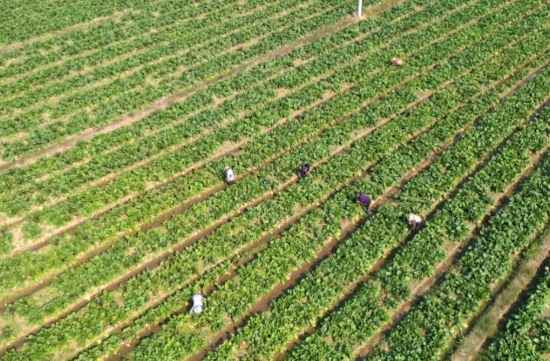 山支尾村蔬菜基地。受访单位供图