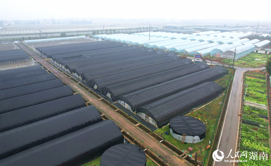 长沙市望城区靖港镇菌菇种植基地。人民网记者 刘宾摄
