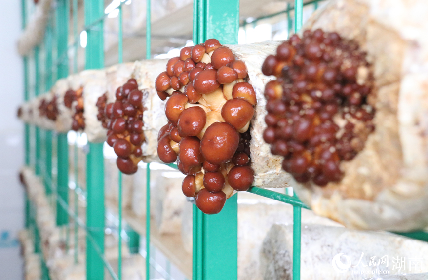 长势正好的滑子菇。人民网记者 刘宾摄