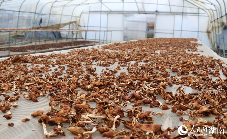 正在晾晒的干菌菇。人民网记者 刘宾摄