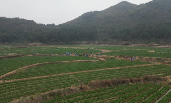 菜心种植基地。朱婷摄