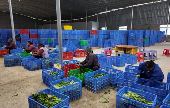 工人们在分拣车间对菜心进行分级筛选。蓝玉春摄