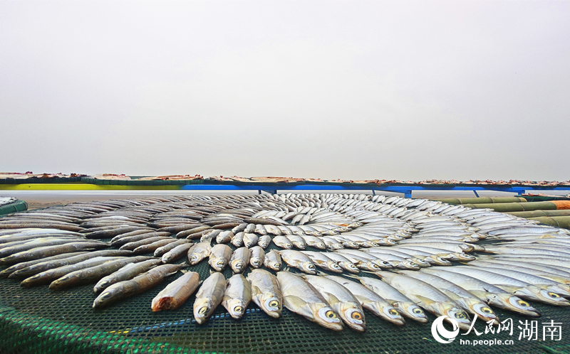 晾晒中的风干鱼。人民网记者 刘宾摄